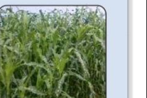 ssg_fodder_seed_image ssg_fodder_seed_image